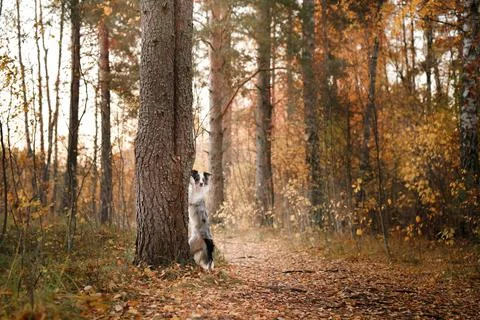 The dog put its paws on the tree. Autumn mood. Stock Photos