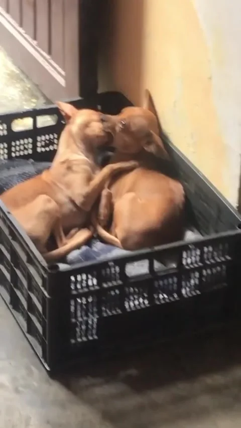 Dog Puts Entire Sisters Face in Mouth - 02 Dec 2022 Video stock 224736719