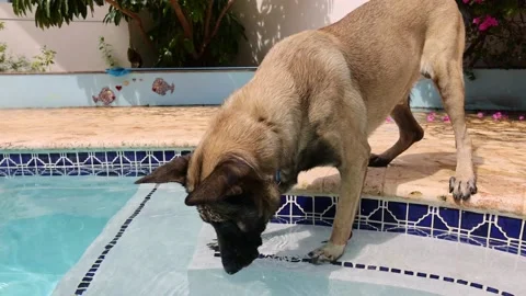 The dog puts its head under water in swimming pool. Stock Footage 170583387