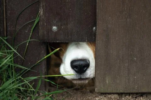 Dog puts its muzzle through a hole in the fence of country house to sniff 写真素材