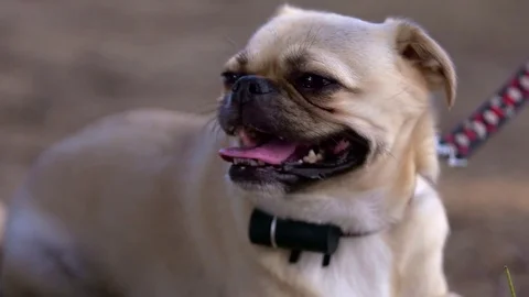 Dog with puzzled expression Stock Footage 70337822