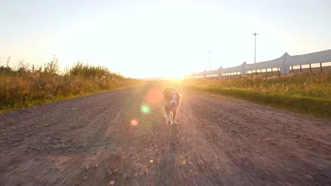 The dog quickly runs at a moving camera in the sunset contour light. Australian Stock Footage 204984705