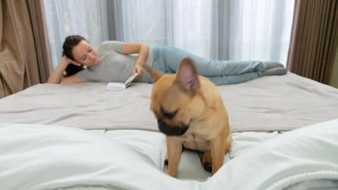 Dog quietly begging for attention while owner reads on bed Stock Footage 313650709