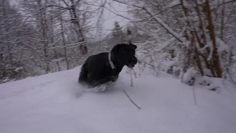 Dog Racing Down Forest Trail in Snow Stock Footage 305956694
