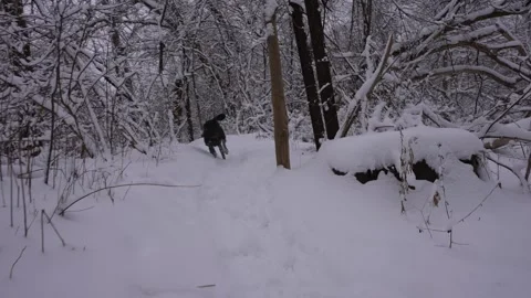 Dog Racing Down Steep Snow Path Stock Footage 305956650