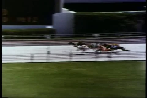 Dog racing Stock Footage 11350456