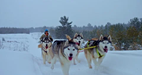 Dog racing, northern husky dogs running in a sled. Man musher stands in a sleigh Stock Footage