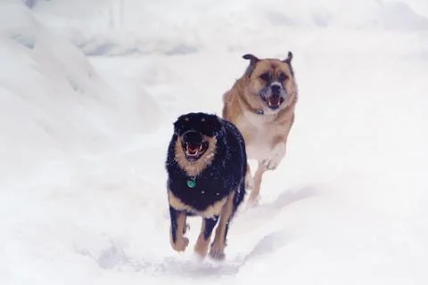 Dog racing Stock Photos