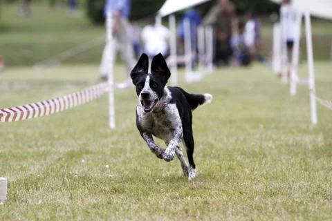 Dog racing Stock Photos