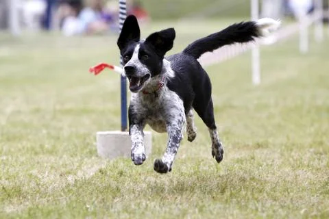 Dog racing Stock Photos