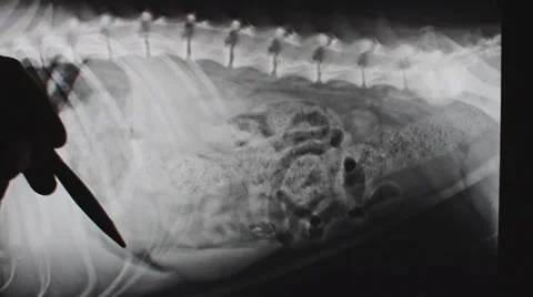 Dog Radiograph Stock Footage 35514644