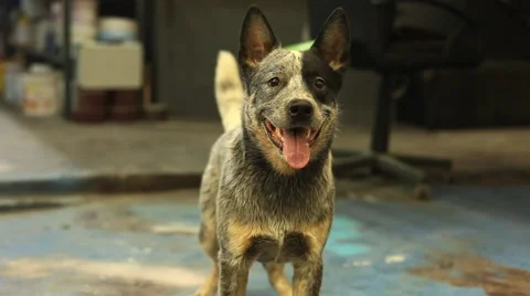 Dog rady to attack Stock Footage 46598993