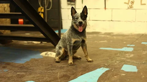 Dog rady to play Stock Footage 46396799