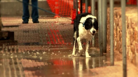 Dog in the rain 動画素材 37577676