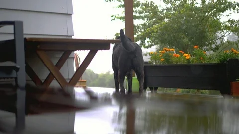 Dog in the rain Stock Footage
