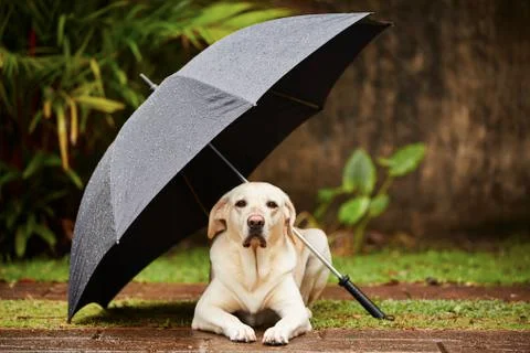 Dog in rain 写真素材