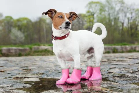 Dog in the rain Фото