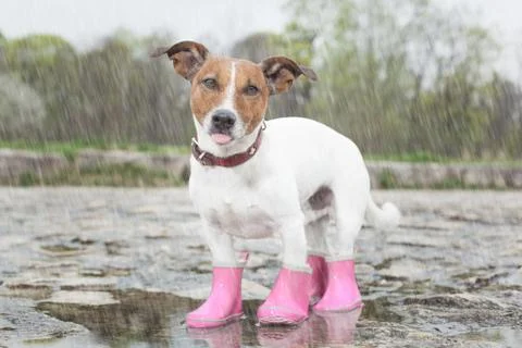 Dog in the rain Foto stock
