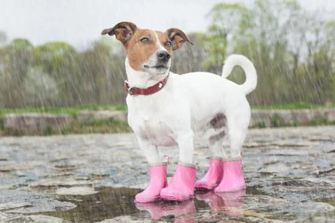 Dog in the rain Stock Photos