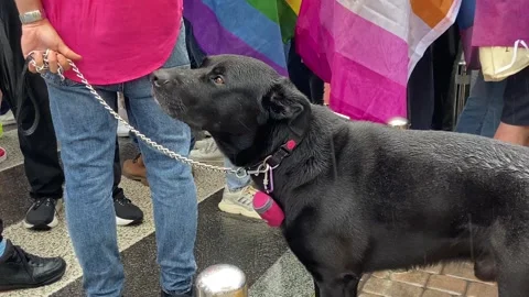 A dog with a rainbow flag at the parade for equality in Kyiv 2024 Stock Footage 277559133