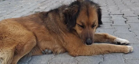 Dog raising head and looking away 動画素材 336902823