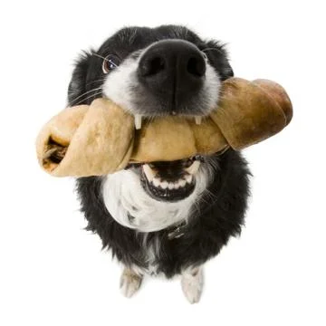 Dog with rawhide bone from above Stock Photos