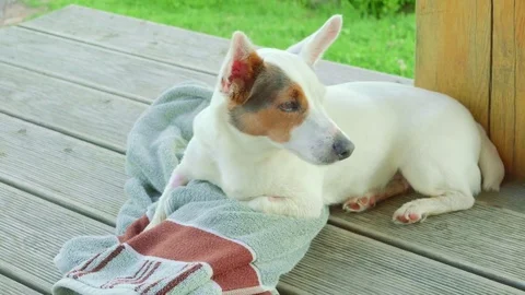 Dog Reacting to someone Stock Footage 74912111