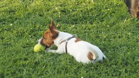 Dog reaction Stock Footage 97525380