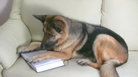 Dog reading book on the couch Stockbeeldmateriaal 540481