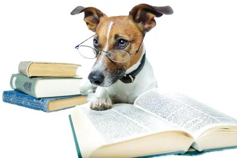 Dog reading book Illustration
