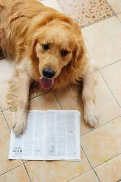 Dog reading book Stock Photos