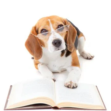 Dog reading book Stock Photos