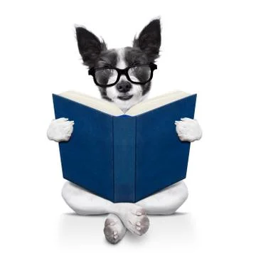 Dog reading  a book Fotos Stock
