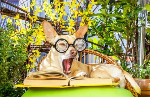 Dog reading a book Foto stock