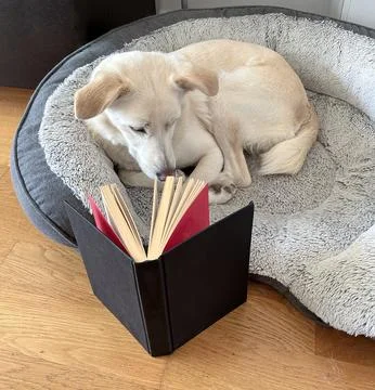Dog reading a book Fotos de archivo