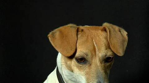 Dog reading HD 스톡 동영상 44619236