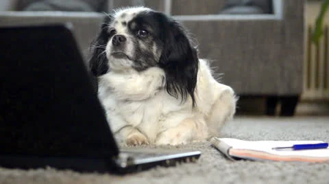Dog is reading on a laptop 스톡 동영상 22562328