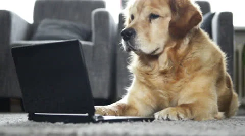 Dog is reading on a laptop Stock Footage