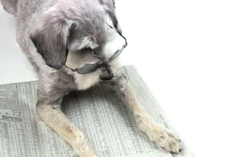 Dog Reading the Newspaper Stock Footage 72300