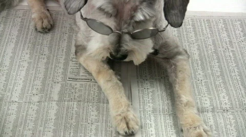Dog Reading the Newspaper 库存影片 75629