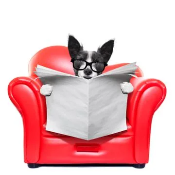 Dog reading newspaper 스톡 사진