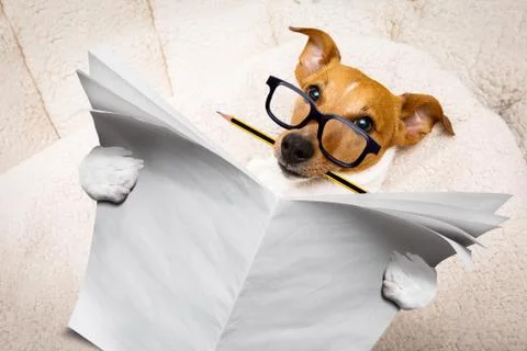 Dog reading newspaper Stock Photos