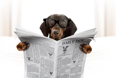 Dog reading newspaper Stockfoto's