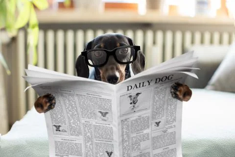 Dog reading newspaper Foto stock