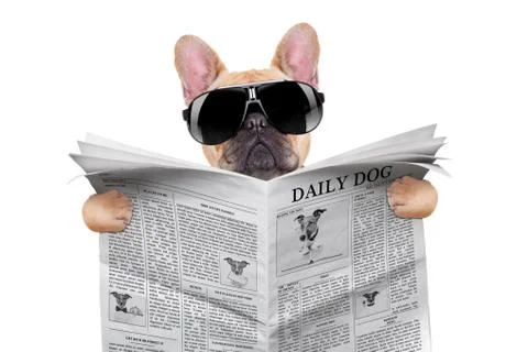 Dog reading Stock Photos