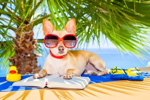 Dog reading Stock Photos