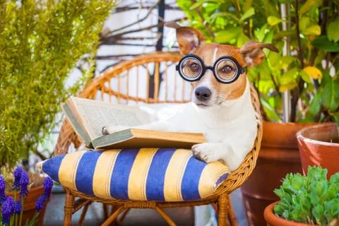 Dog reading Stock-Fotos