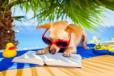 Dog reading Stock Photos