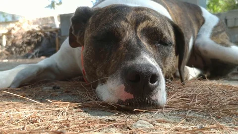 Dog Ready to Fall Asleep Stock Footage 117130030