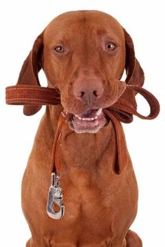 Dog ready to take a walk Foto stock